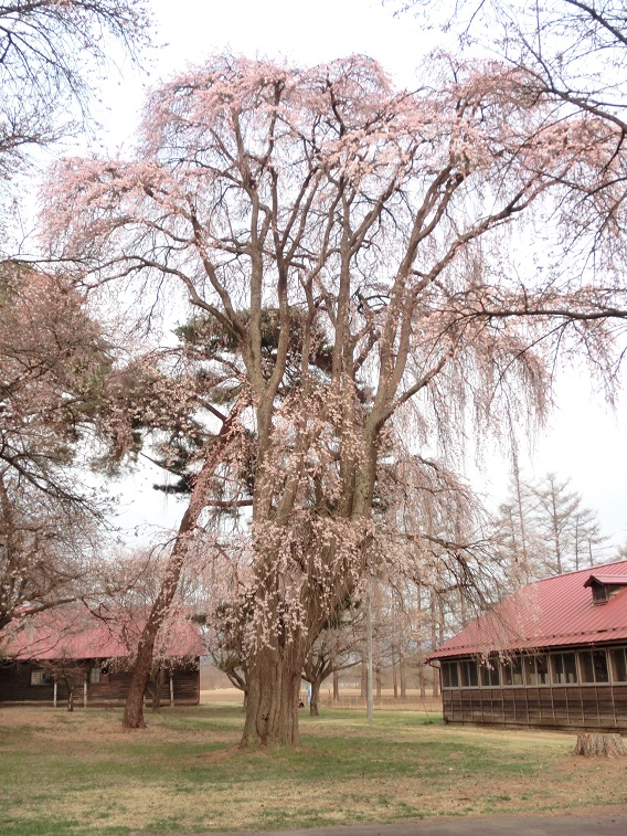 佐久市桜2013