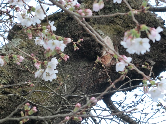 佐久市桜2013