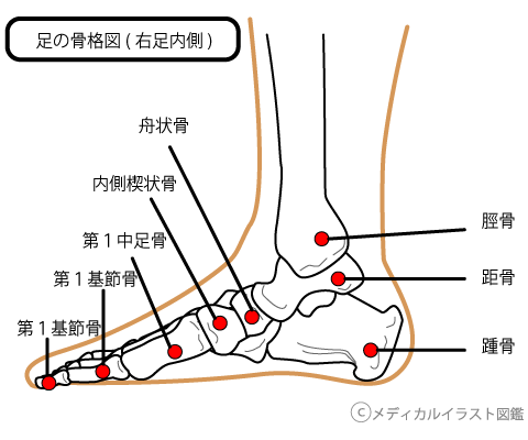 足の骨格図