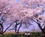 桜のスポット